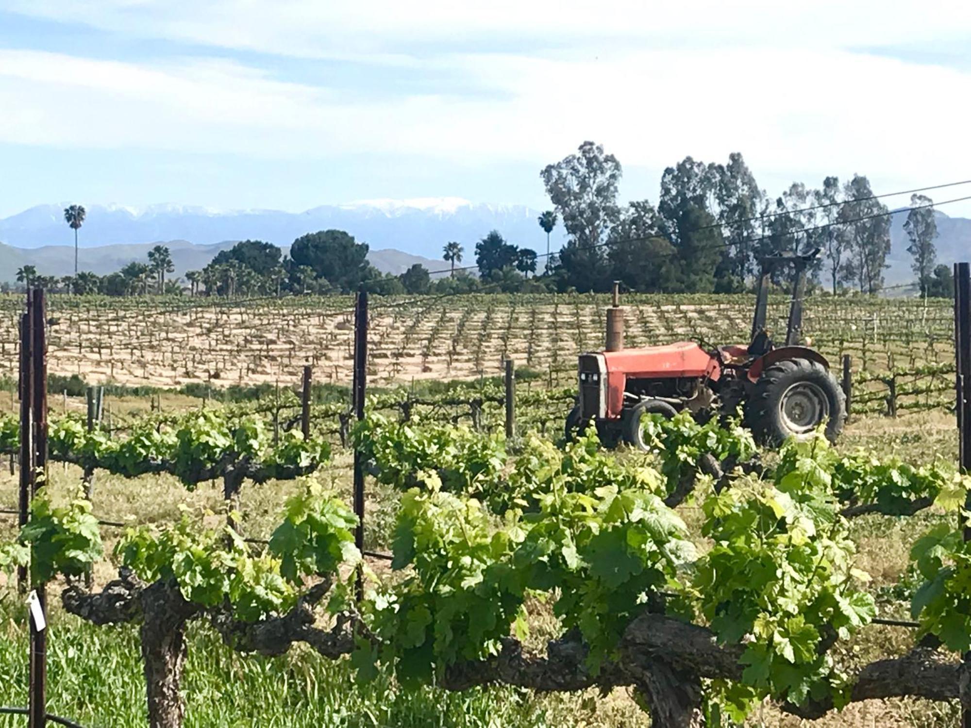Domaine Chardonnay Bed & Breakfast Temecula Exterior foto