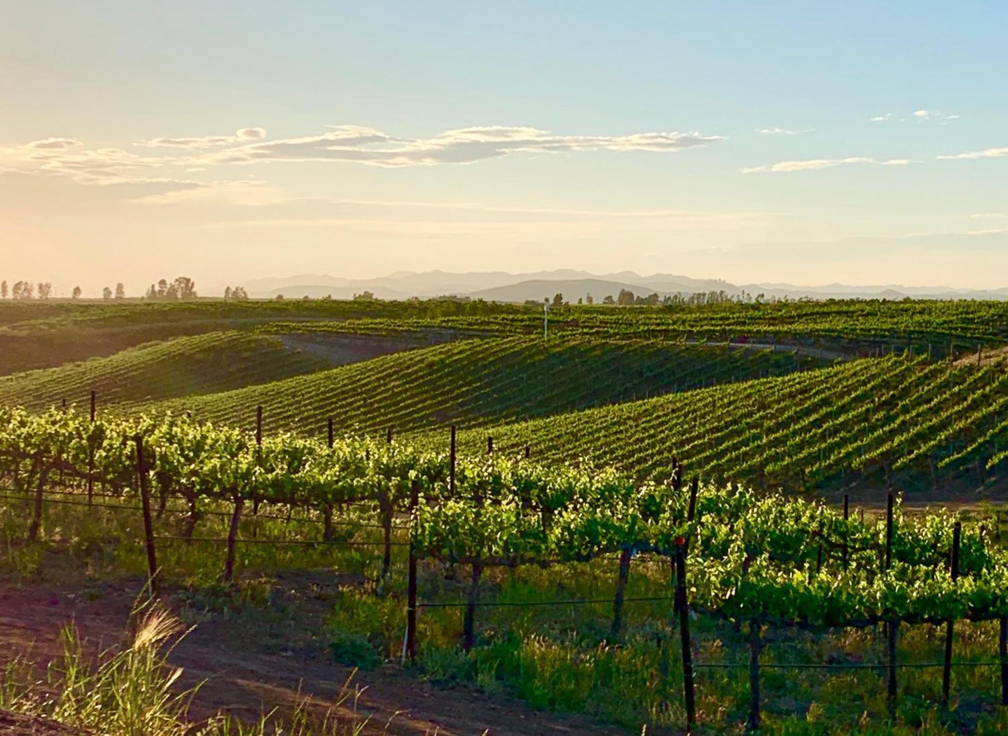 Domaine Chardonnay Bed & Breakfast Temecula Exterior foto